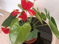 -上海市第一师范学校附属小学