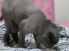 -PETKIT小佩宠物(昭化店)