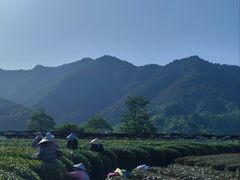 -龙坞茶村