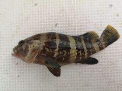 -鑫艋游艇海钓俱乐部