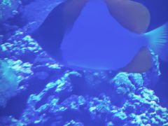 -太平洋海底世界