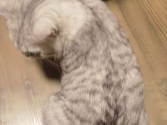 -伟伟宠物医院·CT影像中心·瑞派犬猫综合性门诊(汉口总院)