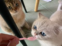 -喵屿·大理花园猫咖