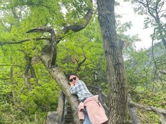 -湖南嵩云山国家森林公园