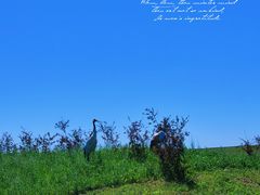 -黑龙江扎龙生态旅游区