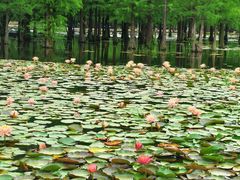 -白鹭湾湿地公园