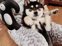 -萌宠之家·腊肠犬·马尔泰·小体犬舍