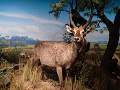 -陕西自然博物馆