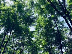 -宜兴龙背山森林公园