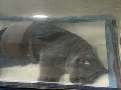 -美联众合动物医院(·中兽医·疑难杂症·严家桥分院)