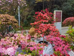 -梧桐山风景名胜区