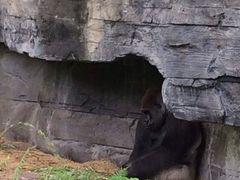 -奥兰多迪士尼动物王国乐园