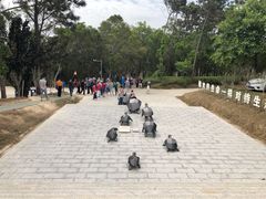 -广东惠东海龟国家级自然保护区