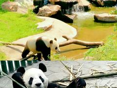 -沈阳森林动物园