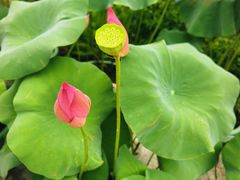 -云溪植物园