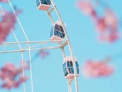 -顾村公园