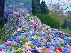 -上海共青森林公园