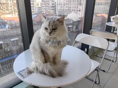 -怪兽屋·羊驼·猫咖·狗咖(俊华广场店)