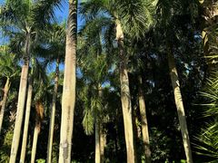-深圳仙湖植物园
