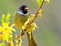 -梧桐山风景名胜区