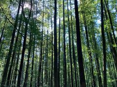 -山王坪喀斯特国家生态公园