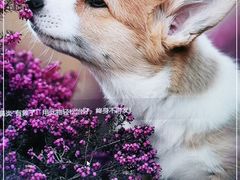 -皇冠幸福里动物奶油生日蛋糕(古田二路店)