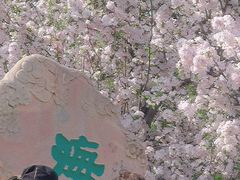 -海棠花溪(元大都城垣遗址公园)