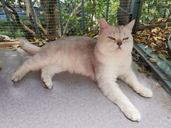 -喵屿·大理花园猫咖