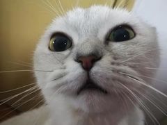 -瑞鹏宠物医院·猫科·宠保定点(梅溪湖分院)