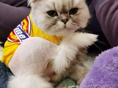 -PETKIT 小佩宠物·低压洗护·美容·寄养(安远店)