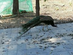 -丽泽山庄·生态怀柔菜·虹鳟鱼(红螺寺店)