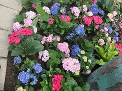 -石家庄市植物园