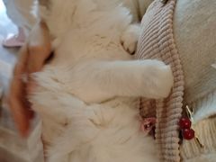 -爱佳宠物中心医院24H·CT·骨外科·猫专科(瑶海万达店)