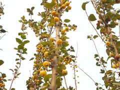 -永定河休闲森林公园