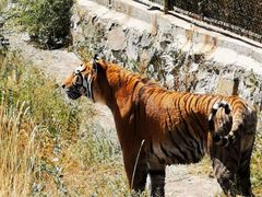 -新疆天山野生动物园