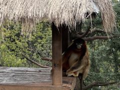 -云南野生动物园