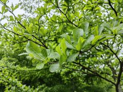 -银湖山郊野公园-相思林