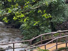 -莫里热带雨林景区