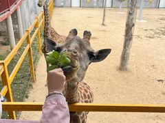 -西霞口神雕山野生动物世界