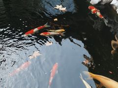 -鲤院·新中式美学·庭院餐厅(夫子庙店)