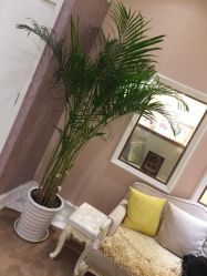 -UP&UP·半永久眉毛眼线机器野生眉