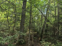 -五营红松林海景区