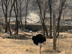 -沈阳森林动物园