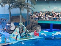 -海合安成都极地海洋公园