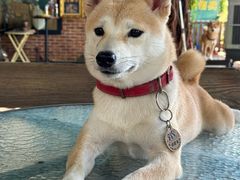 -柴犬高等学院·狗咖·柴犬售卖·宠物训练