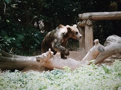 -广州长隆野生动物世界