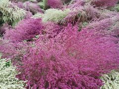 -天津东丽湖风景区