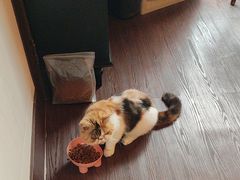 -猫岛主趣味餐厅(鼓浪屿店)