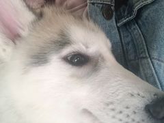 -Husky Go! 哈士奇体验馆·宠物咖啡厅狗咖