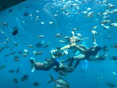 -瑞德姆美人鱼海底演艺主题餐厅(亚龙湾店)